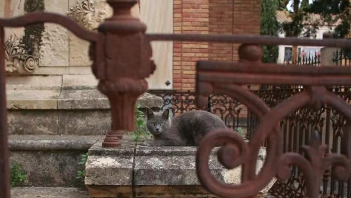 Un gato descansa en uno de los panteones históricos del cementerio de San Clemente.