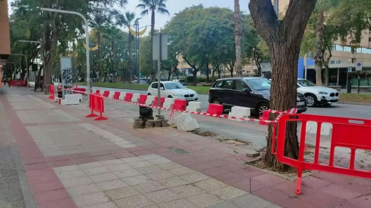 Sigue el 'arboricidio' en Murcia