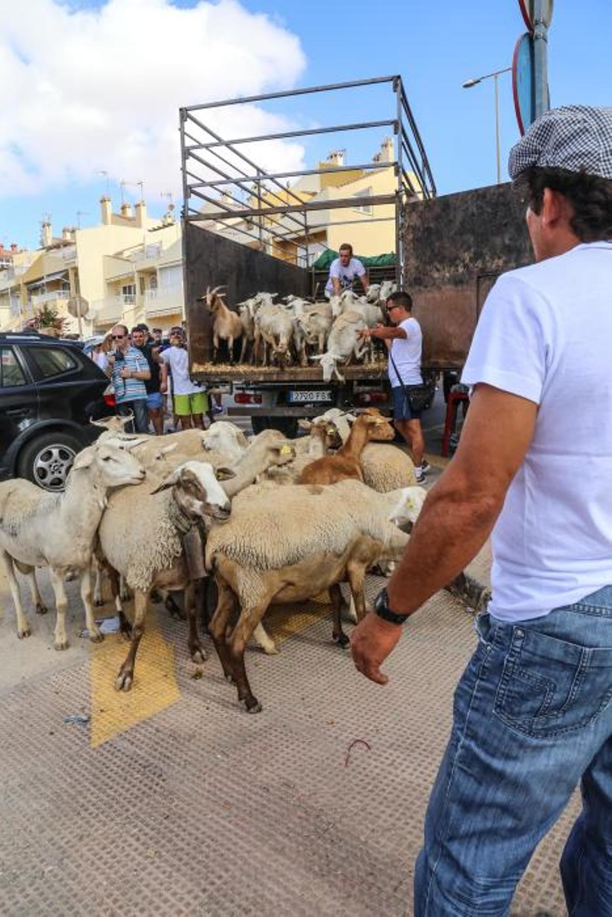 Un rebaño de ovejas recorren la antigua vía pecuar
