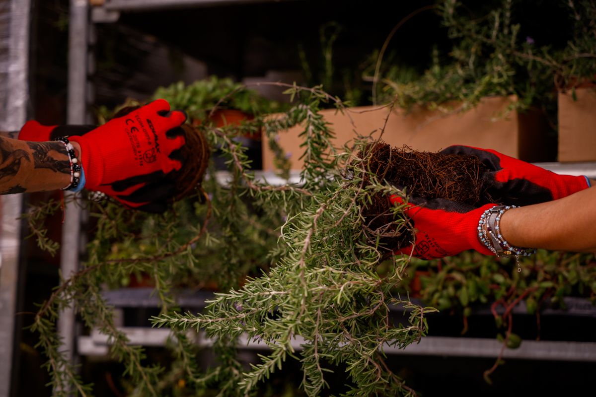 Comienza el montaje de las instalaciones de Flora 2025