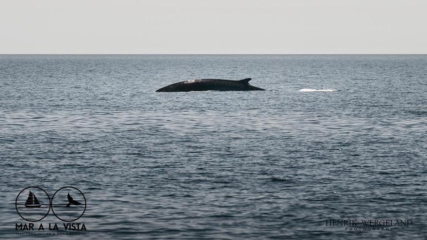 Avistan una ballena en la costa de Barcelona
