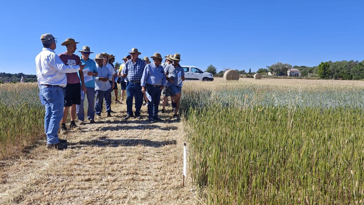 FOTOS | El campo experimental de cereales y forrajes en Maria, en imágenes