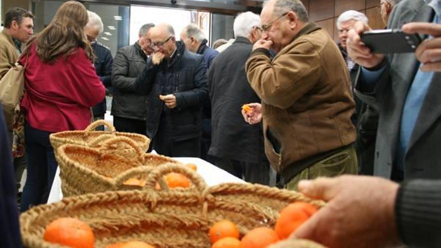 Un grupo de agricultores prueba la nueva mandarina, ayer.