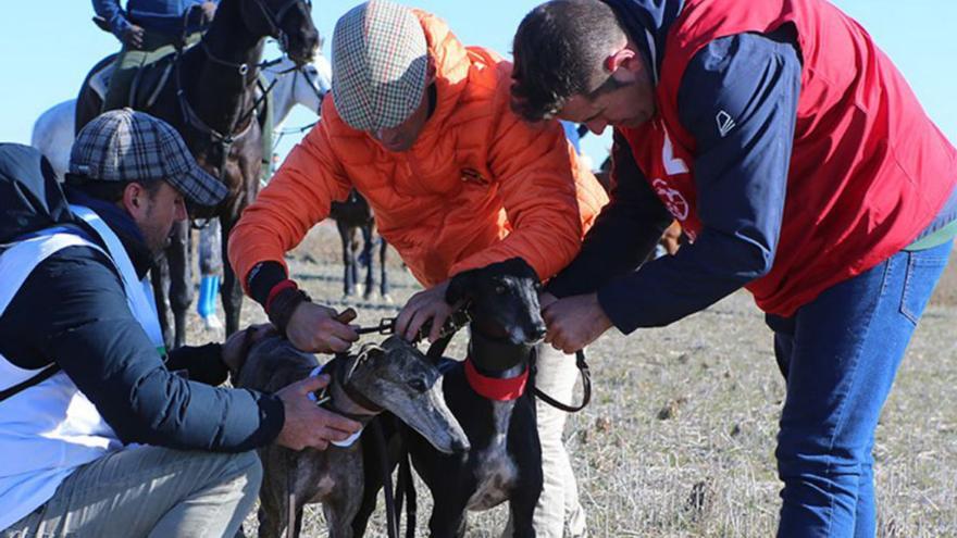 África buscará hoy la final del Nacional de Galgos