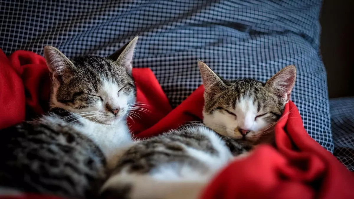 ¿Sabes cuál es el barrio más gato de Madrid?