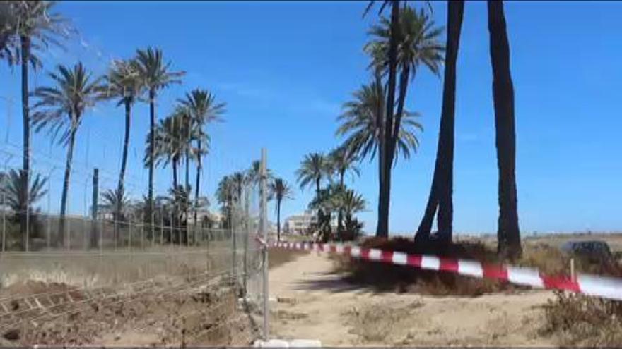 El propietario del palmeral de Ferrís en Torrevieja comienza a construir un muro para cerrar la finca