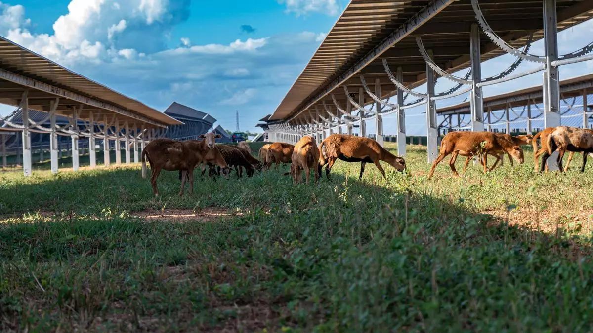 Un grupo de cabras pasta en medio del recinto agrivoltaico promovido por Ecoener en Cumayasa, República Dominicada