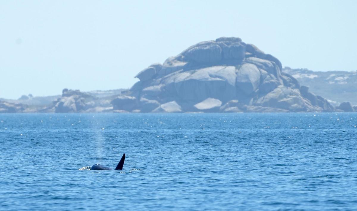 Orcas fotografiadas desde el barco pesquero rehabilitado "Chasula" en aguas de la ría de Arousa. El 20 de agosto de 2023 a la altura de Rúa, Sálvora y la costa de Castiñeiras y Aguiño, en el Concello de Ribeira.