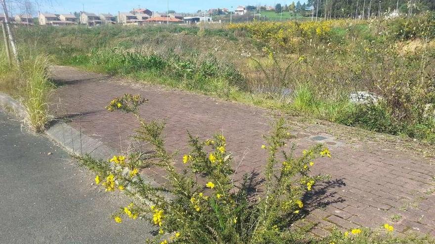 Los tojos invaden las aceras y parcelas de Costa Miño Golf.