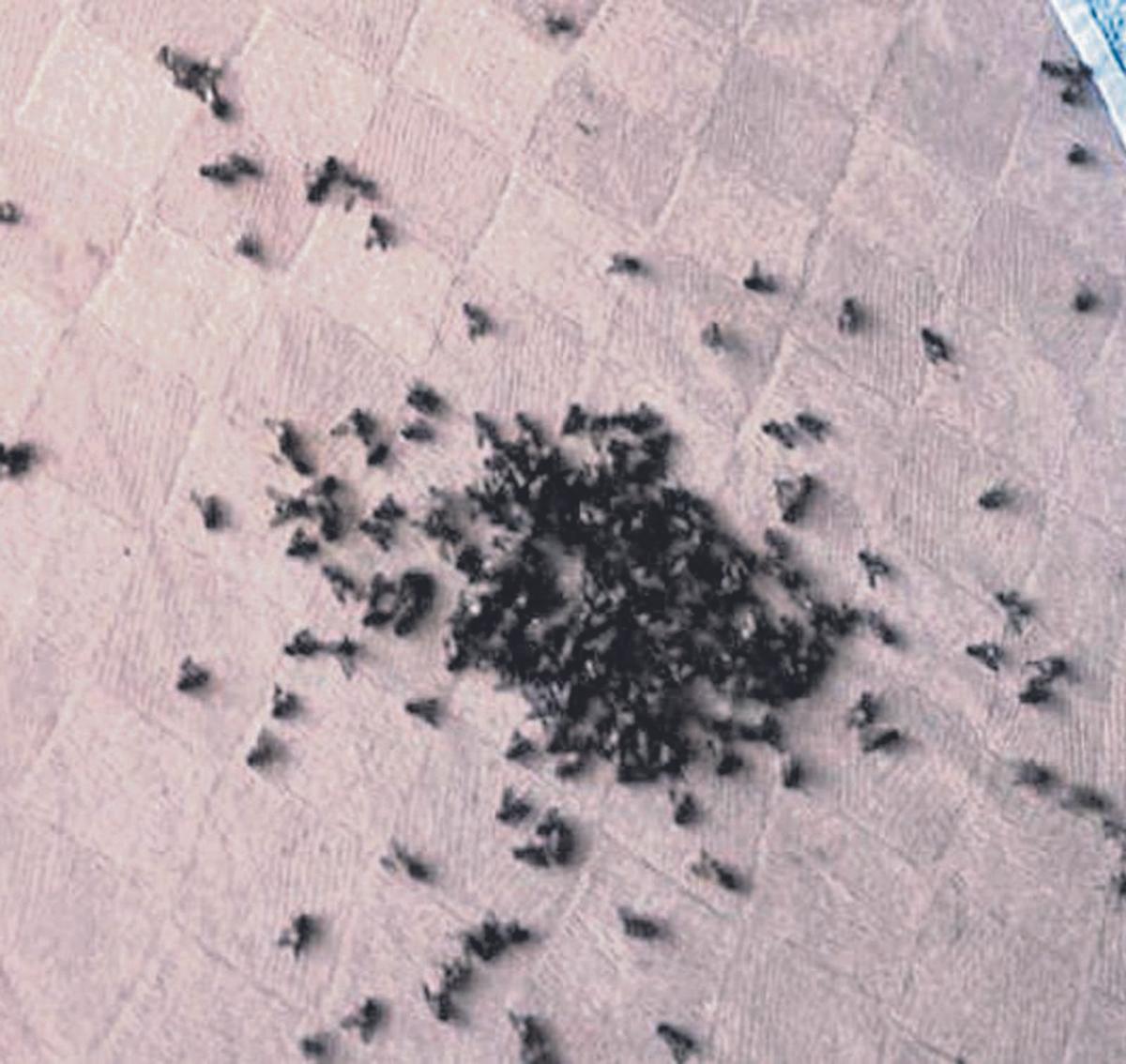 Moscas en una cocina de una casa de Tomiño este septiembre.   | // L. O.