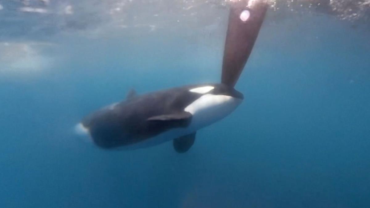 Una de las orcas, durante el reciente incidente con un velero de la regata Ocean Race en aguas del Estrecho