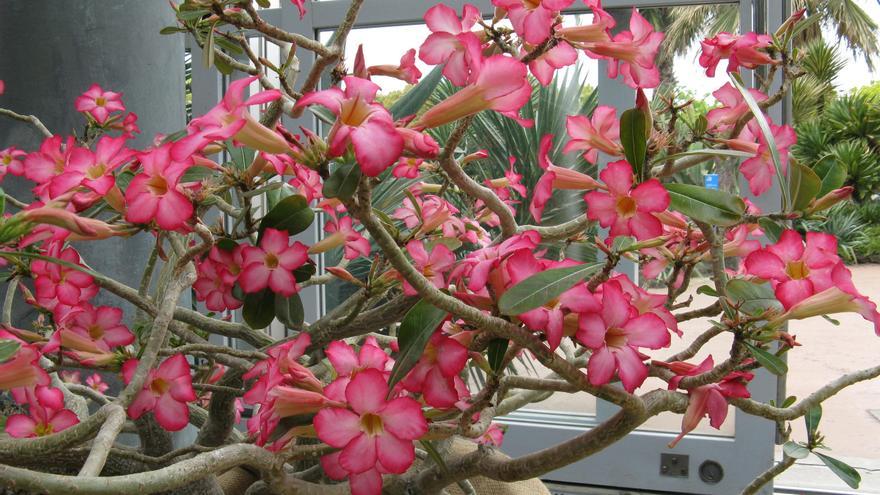 La fascinante Flor del Desierto: una planta resistente al calor intenso
