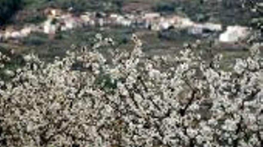 Los cerezos del Valle del Jerte, en plena floración