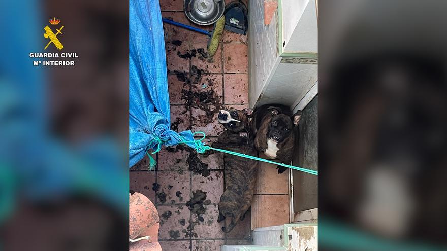 Rescaten dos gossos que es trobaven en males condicions a un pati de Santa Margarida de Montbui