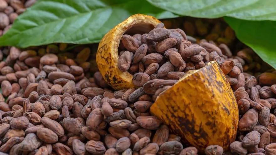 Chocolate is in danger: a virus destroys cocoa crops