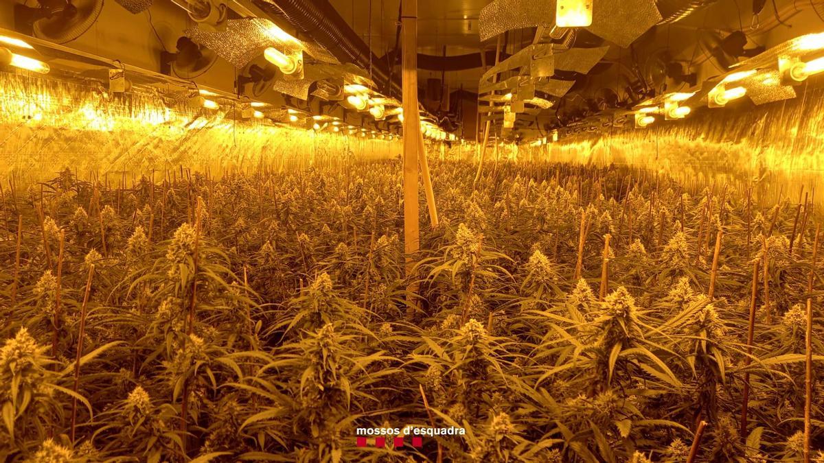 La plantació de marihuana a l'interior d'una nau de Sant Vicenç de Castellet