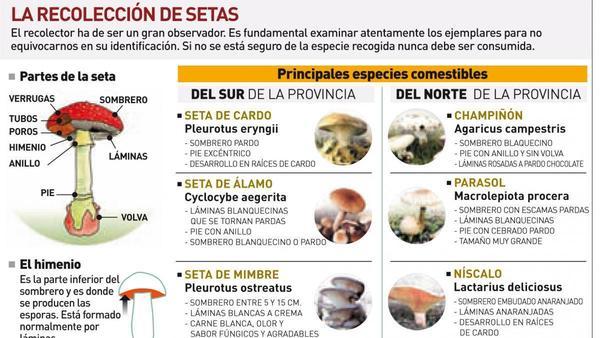 El futuro de los hongos en Córdoba - Diario Córdoba