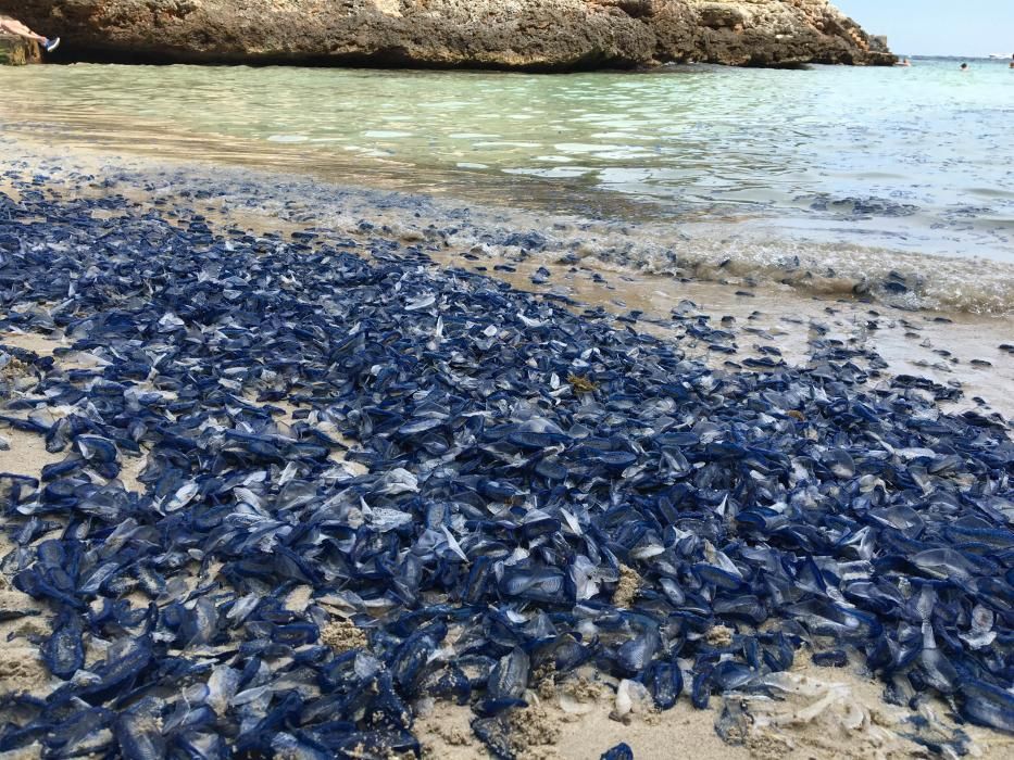 Invasión de velellas en Cala Egos