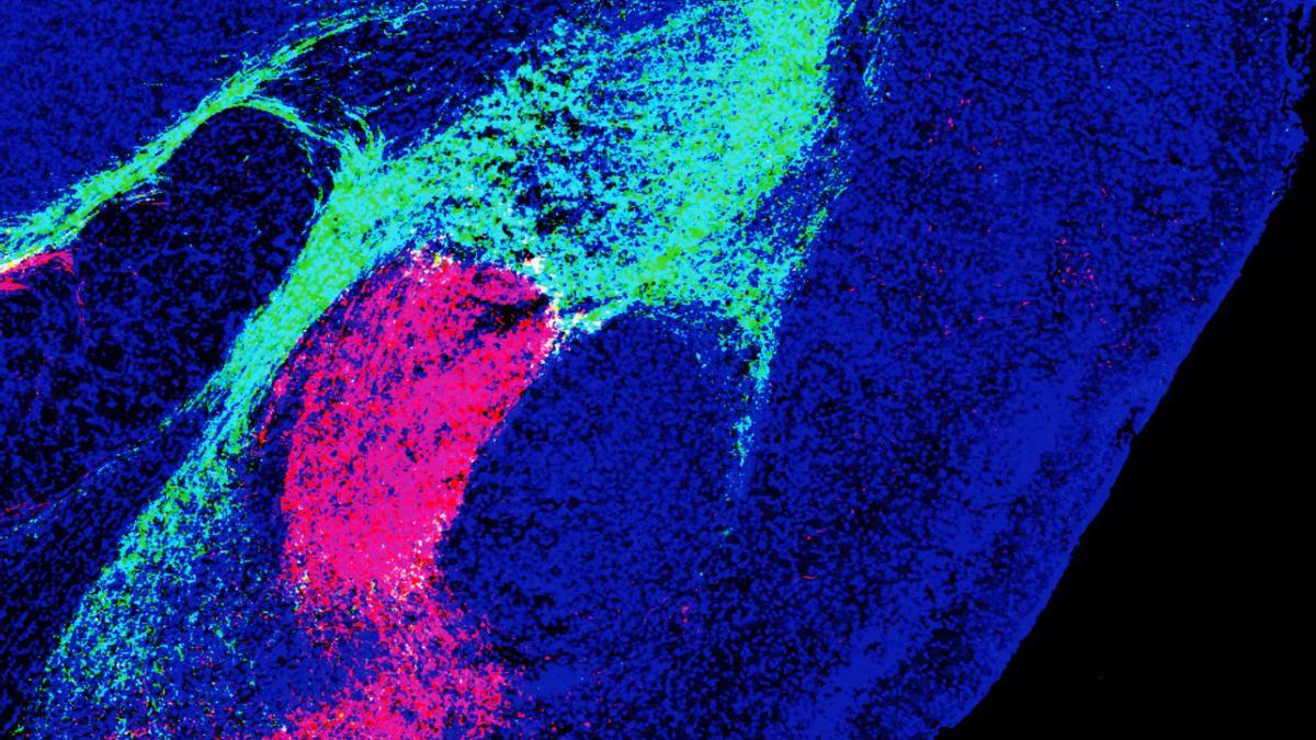 Las subregiones de la amígdala, el centro emocional del cerebro, reciben señales de amenaza de diferentes áreas del cerebro.