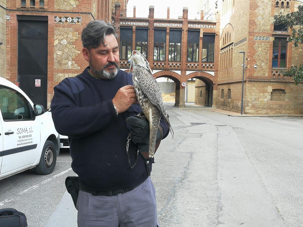 Un cetrero con un halcón en Les Corts, en Barcelona, donde el Ayuntamiento quiere ahuyentar una colonia de palomas.