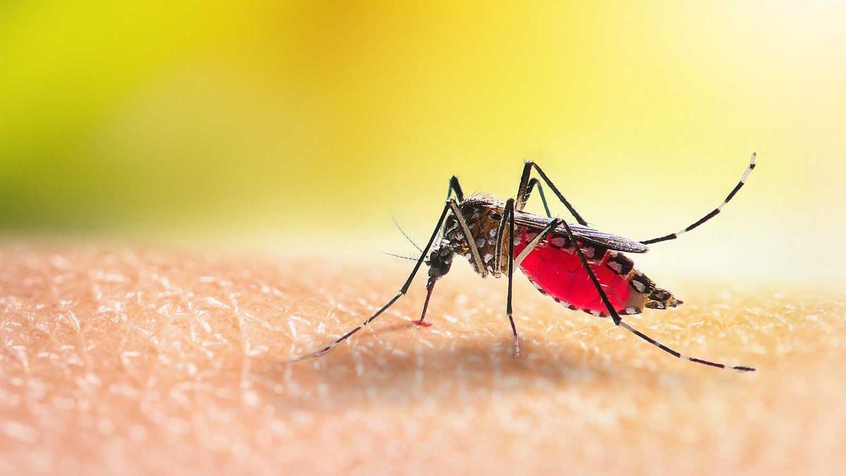 Mosquitos | El remedio para eliminarlos de una habitación