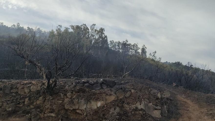 Clavijo espera que se normalice la situación del incendio de Tenerife