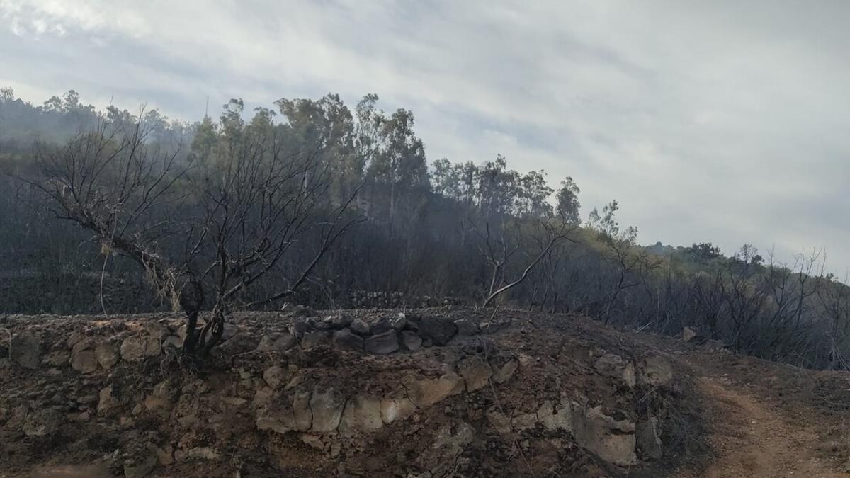 Zona quemada por el incendio en Santa Úrsula y La Orotava
