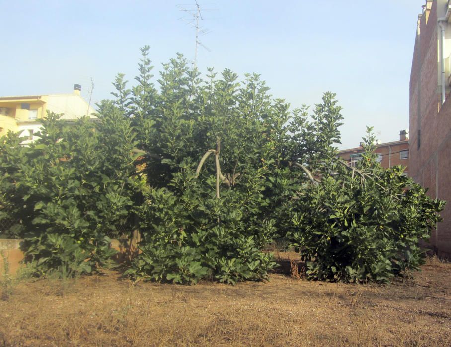 Massa pes. En un pati de Sant Fruitós, el nostre lector va observar com el pes de les fulles i els fruits havia esberlat una figuera.