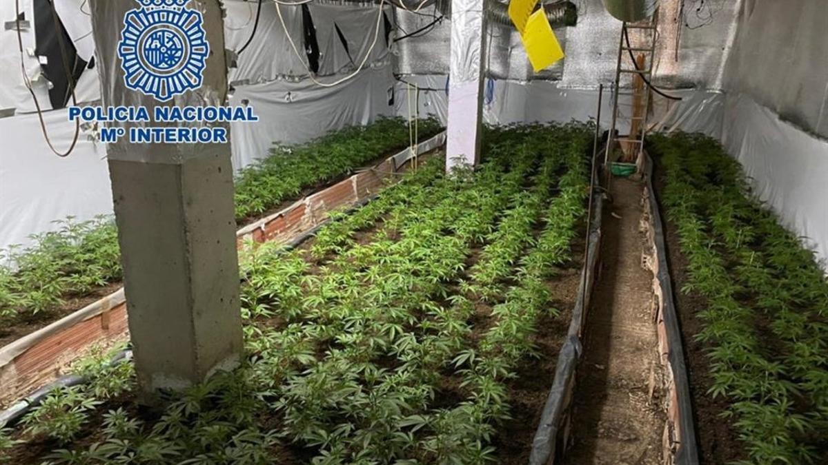 Plantación de marihuana desmantelada por la Policía
