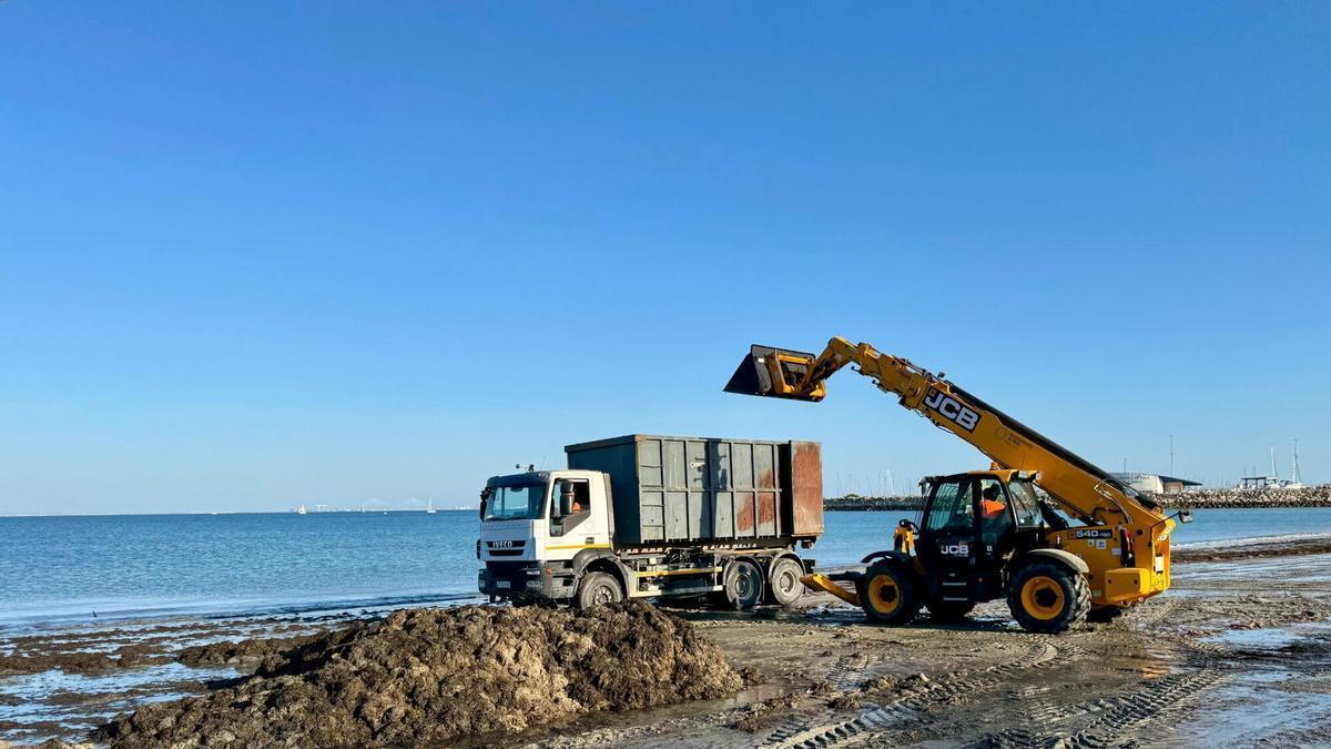Operarios de Playas del Ayuntamiento de Rota retirando con maquinaria las arribazones de algas invasoras en la playa del Chorrillo.