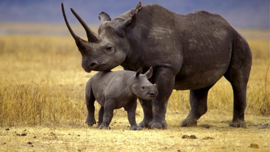 Nace una cría de rinoceronte negro oriental, una especie en peligro crítico de extinción