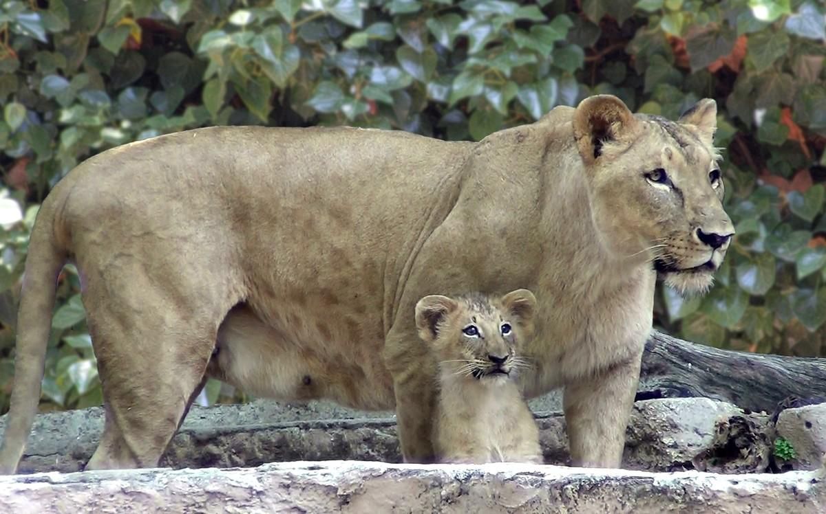 La leona Run Run y su cría, en el Zoo de Barcelona.