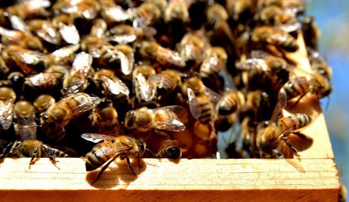 07/06/2018 EL CARACOL, TELDE. Colmenas de abejas ...