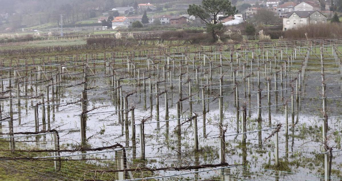 Viñedos inundados por el río Umia, ayer en Baión (Vilanova). | NOÉ PARGA