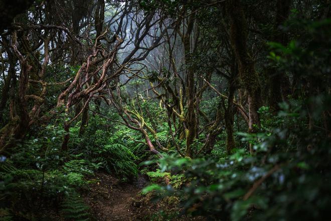 Biodiversidad en el bosque de laurisilva de Anaga, reserva de la biosfera de la UNESCO en Tenerife