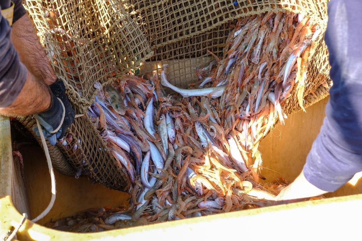 Capturas en alta mar de un barco que practica la pesca de arrastre en la provincia en una foto de archivo.