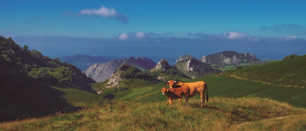 Ternera Asturiana