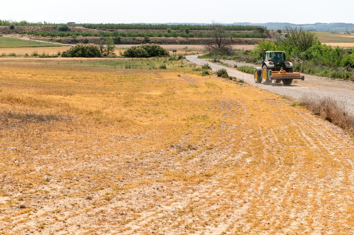 La sequía se ceba en el Canal d'Urgell