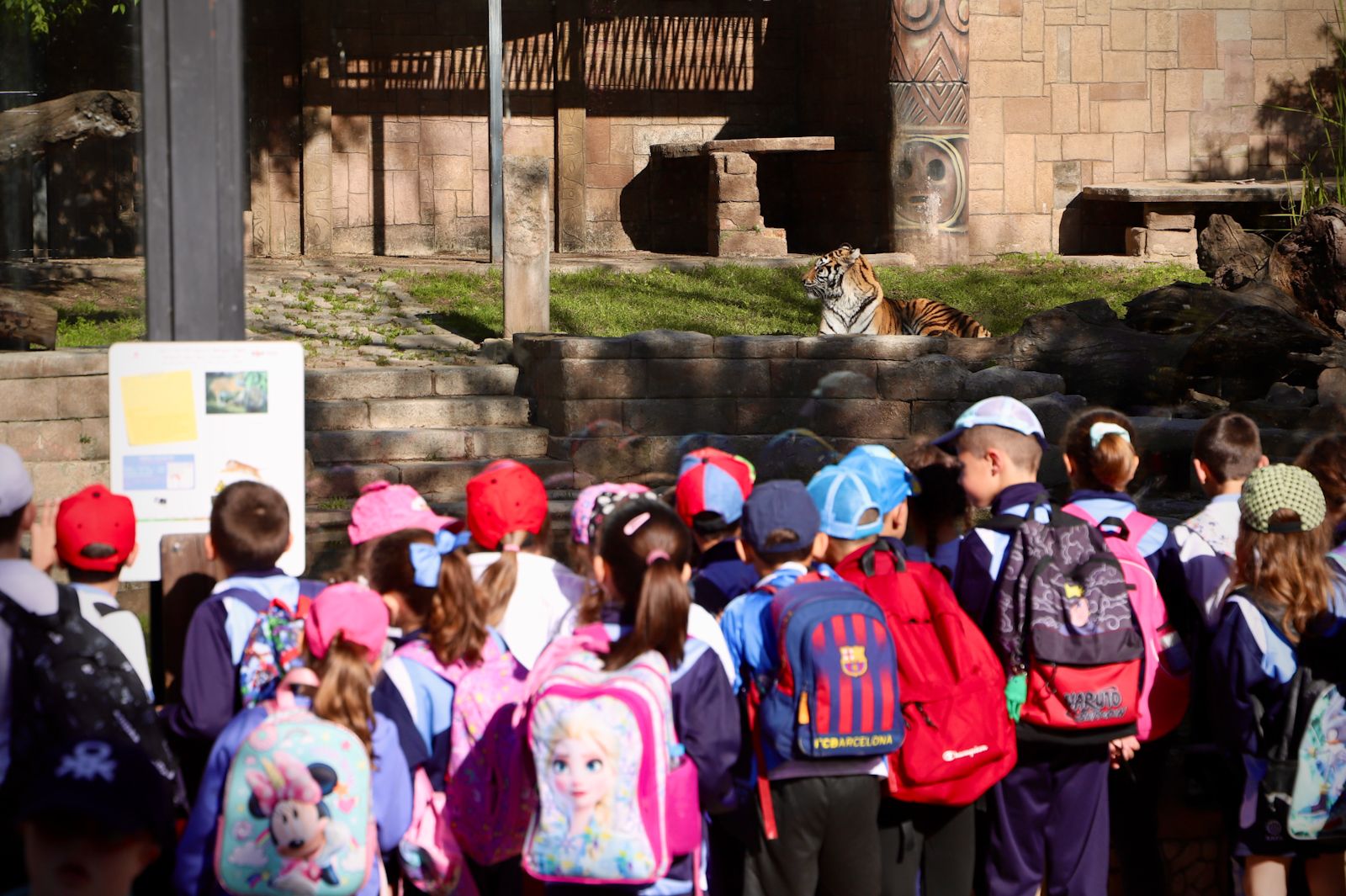 Dos tigres de bengala, nuevos inquilinos en el Zoo de Córdoba