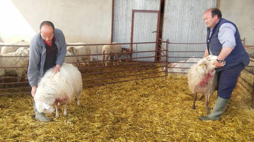 Germán Porris y su hijo Jonatan muestran dos ovejas heridas por el lobo