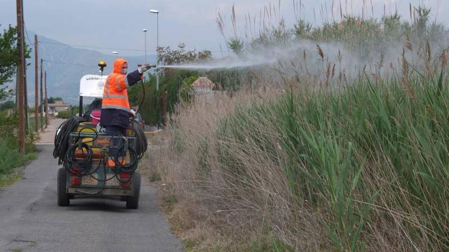 Nules actúa en el centro urbano por mosquitos en pleno invierno