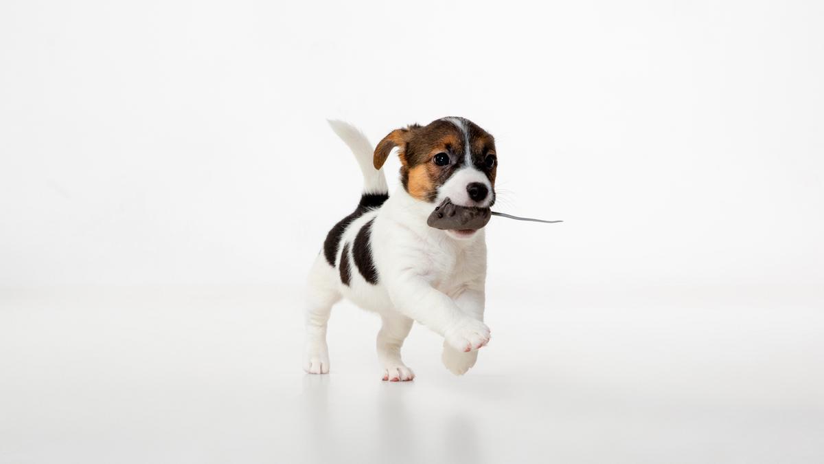 El producto que nunca has de utilizar para limpiar las manchas de orina de las mascotas