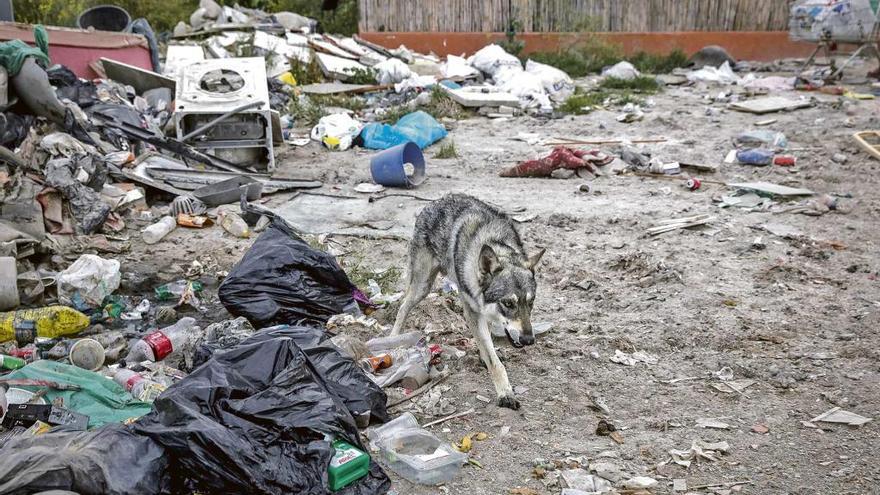 Un perro lobo recién salido de Juego de Tronos se paseaba el miércoles entre los montones de basura que rodean Son Banya.