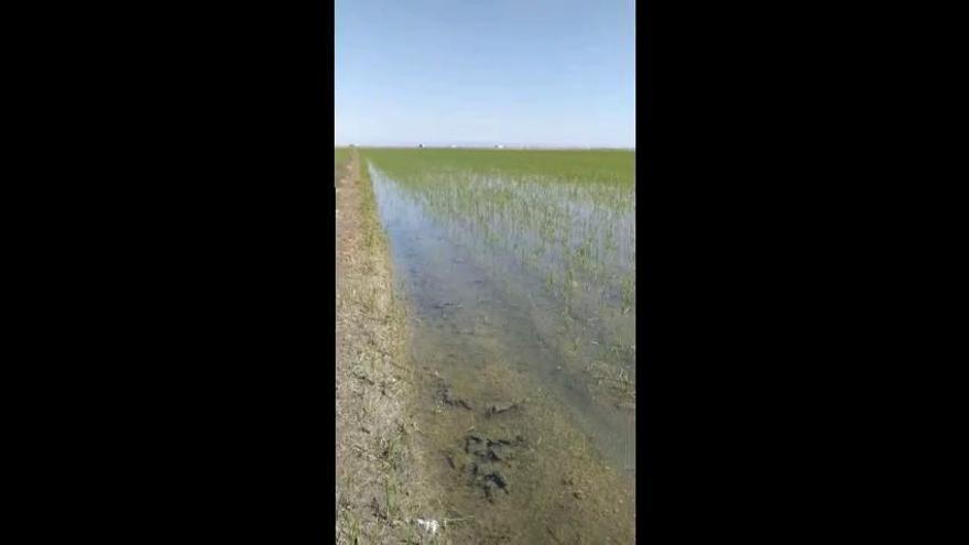 El acuífero de la Plana se recupera gracias a la abundante lluvia