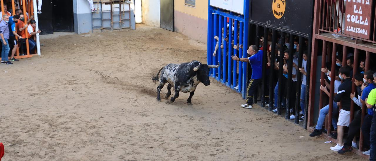 Salida del primer cerril de la penúltima tarde de toros en las fiestas de Almassora