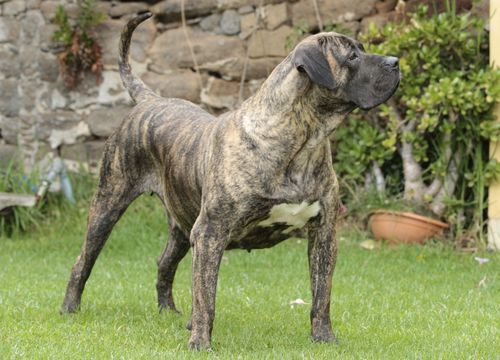 RAZA DE PERROS | Así son las 23 razas de perros originarias de España