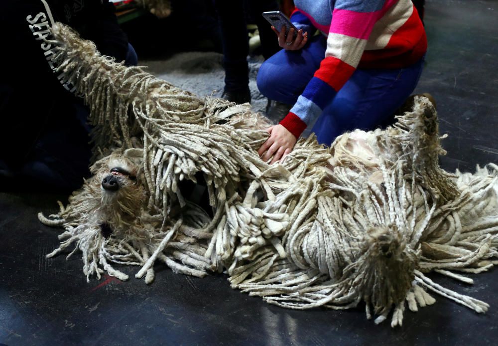 Crufts 2019: L'exhibició de gossos més gran del món