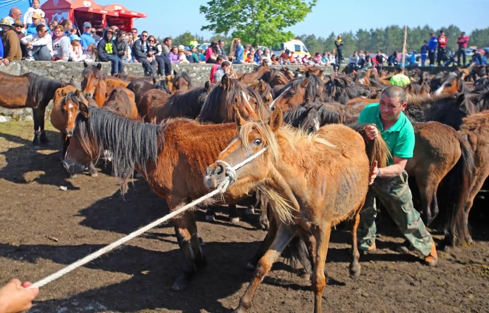 Los ganaderos sanean 300 caballos ante un millar de personas en el primer curro del año en Oia