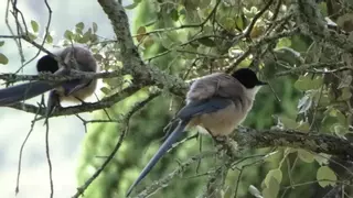 Ataques de pájaros en Palma del Río: "Mantenga la calma y aléjese lentamente"
