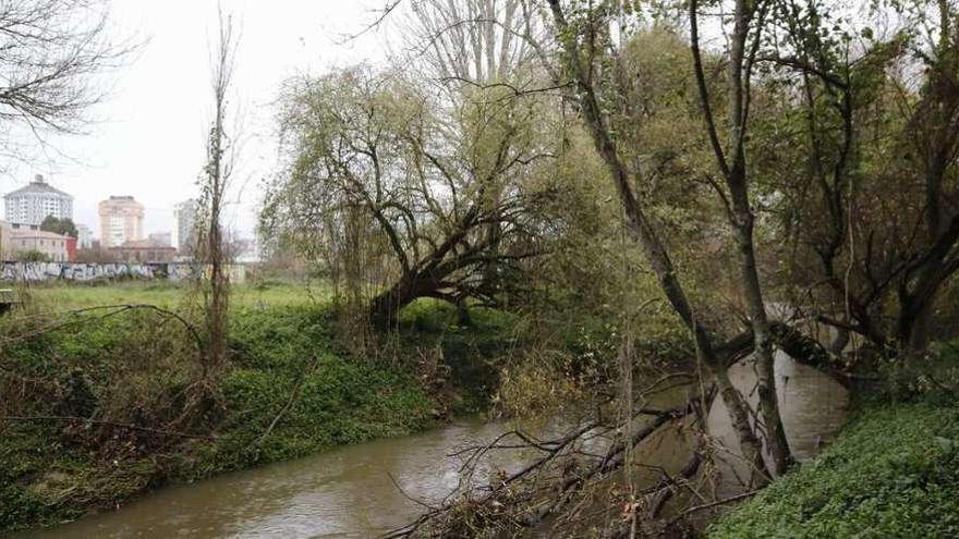 El temporal de los últimos días ha provocado la caída de varios árboles sobre el río Lagares. // Alba Villar